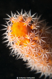 Hon Mun marine park - Nha Trang by Antonio Venturelli 